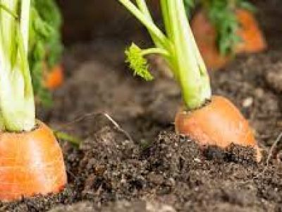 Food security and sustainability