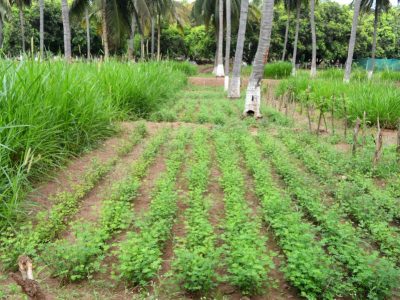 Sustainable integrated Farming systems